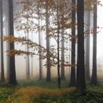 霧がかる森の香