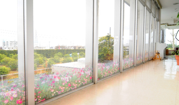 PETクリア コスモス