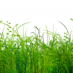 目隠しガラスフィルム