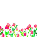 MN-0029 いろどりチューリップ