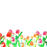 MN-0029 いろどりチューリップ