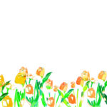 MN-0029 いろどりチューリップ