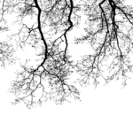 MN-0034 Chic shadow of trees