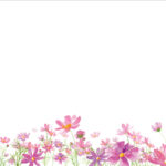 水彩のコスモスのガラスフィルム