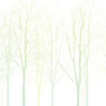 MN-0035 群れる白樺