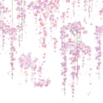 舞い散る桜のガラスフィルム