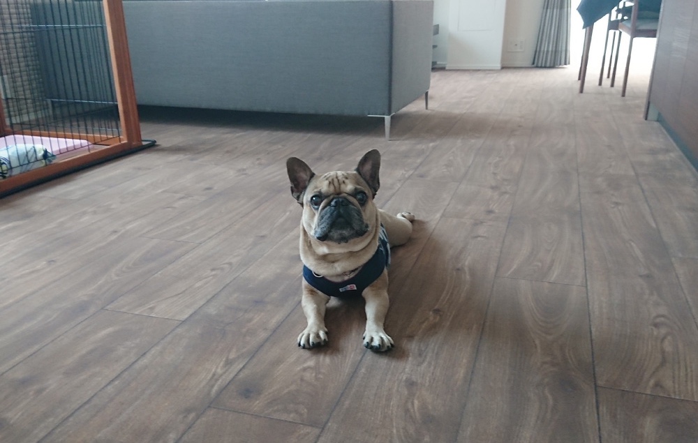 木材 スリップアンドケア カーペット