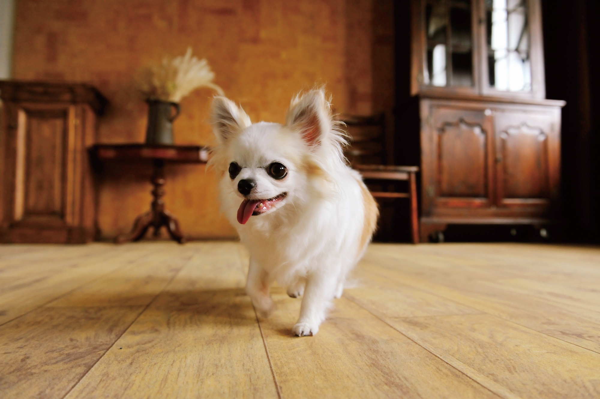 ひっかき防止パネル