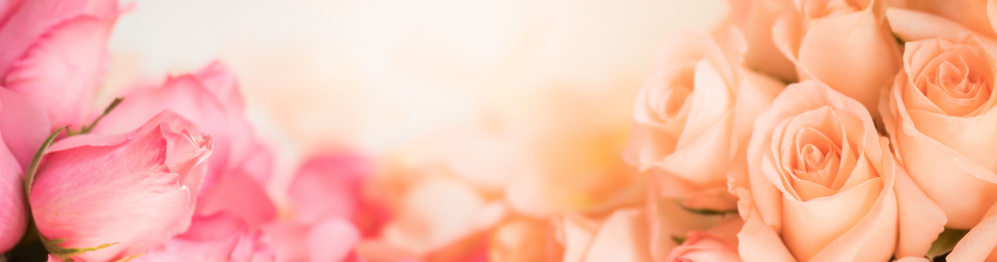 ピンクとオレンジのバラ