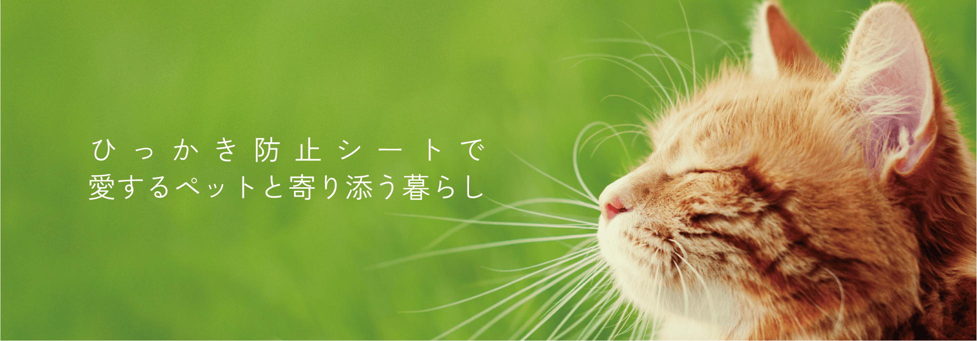 ひっかき防止シートで愛するペットと寄りそう暮らし