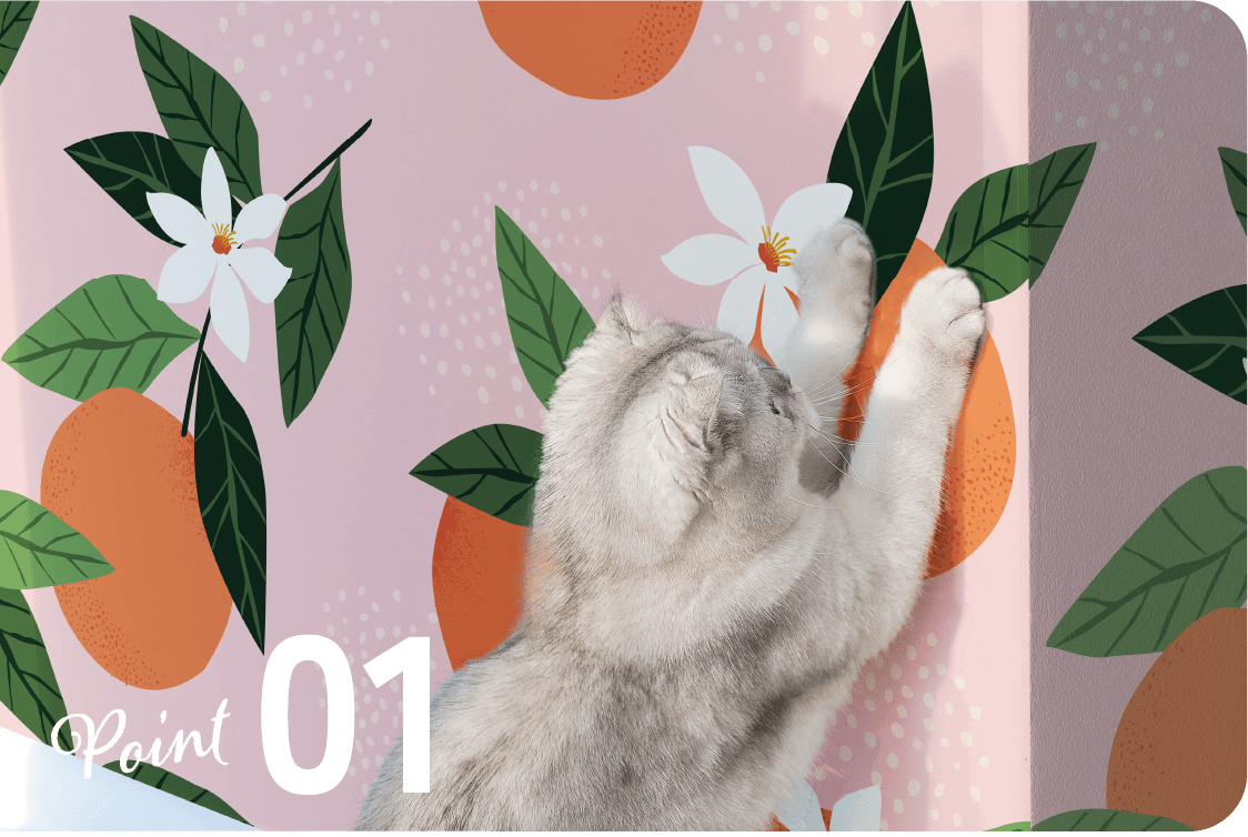 Point1 猫が壁を引っ掻く