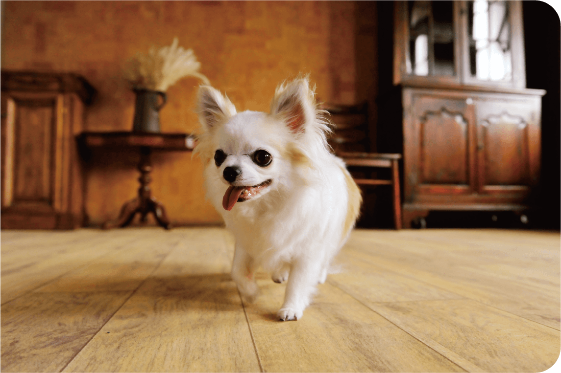 犬