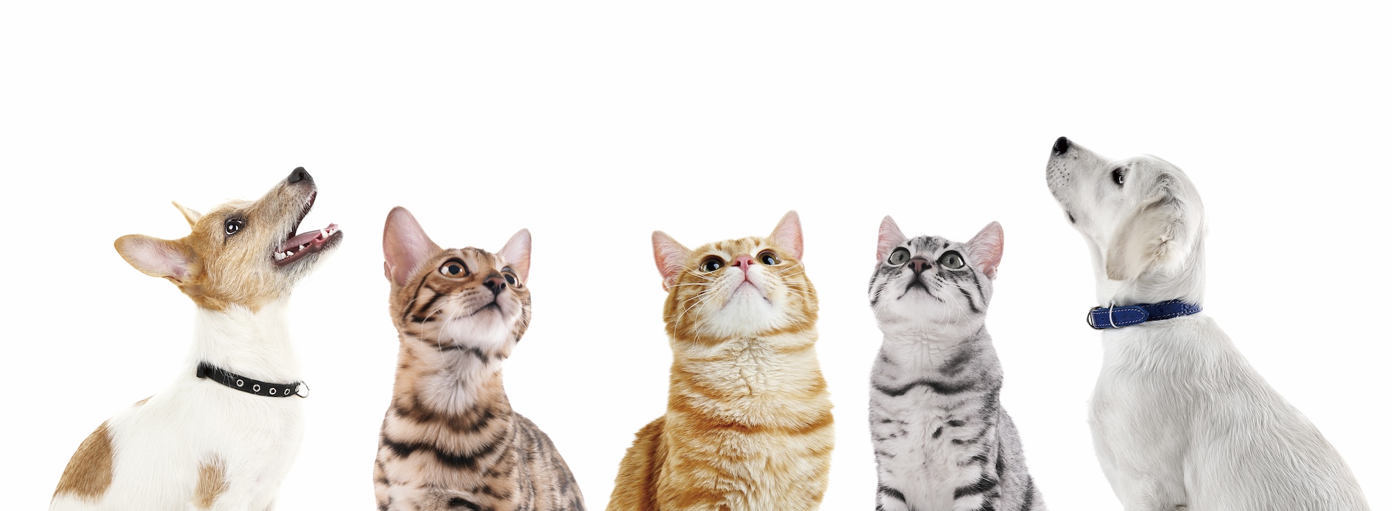 犬2匹 猫3匹