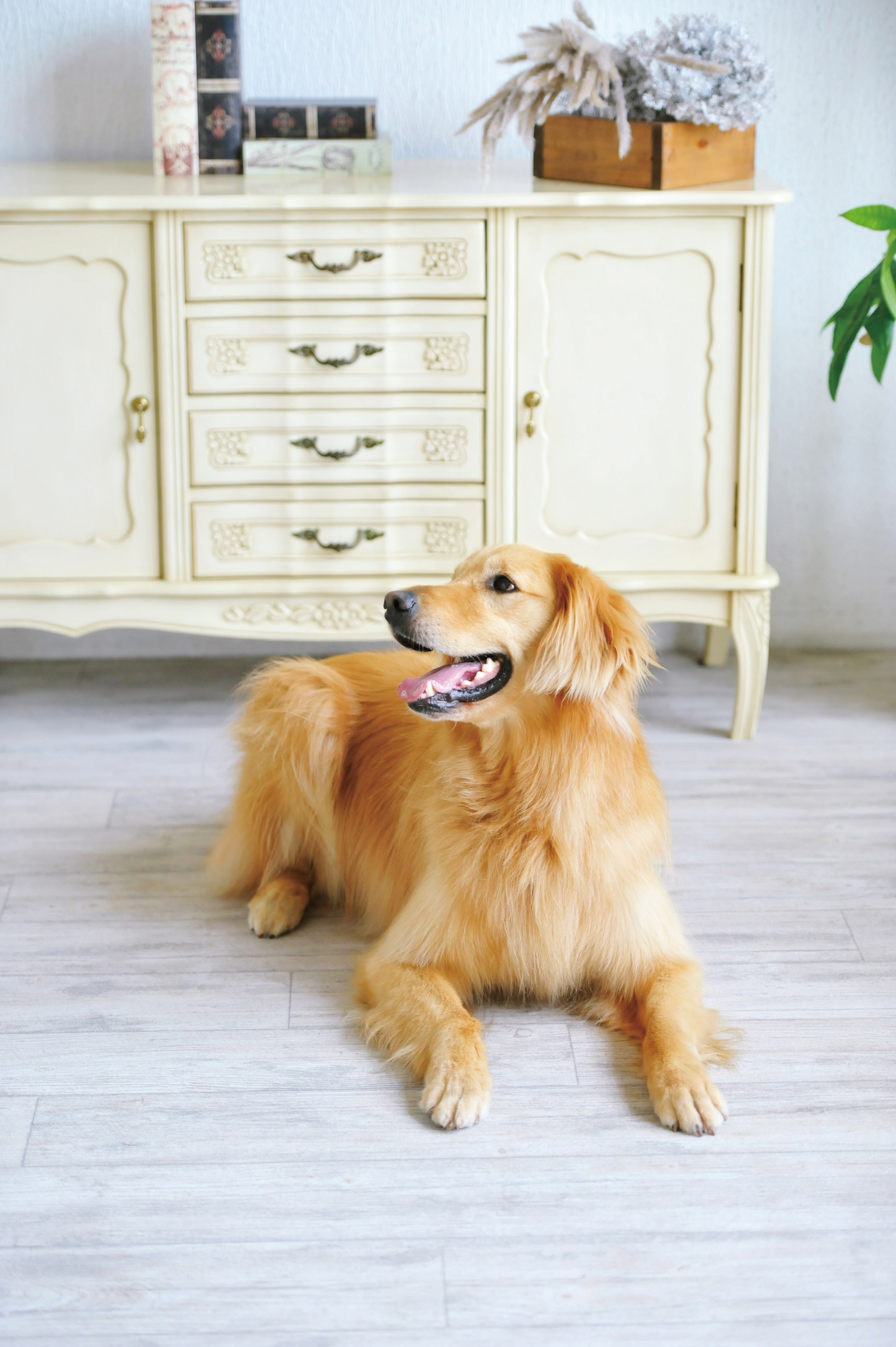 ペット用カーペット 犬