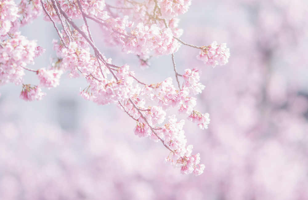春の草花