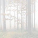 KP-0048  霧がかる森の香