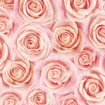 ピンクのバラの壁紙