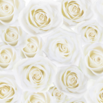 白いバラの壁紙