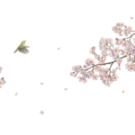 KN-0134 桜の枝