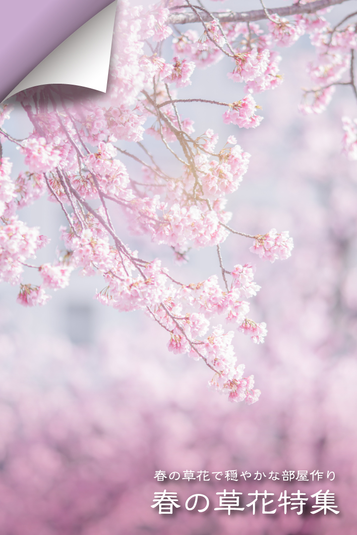 春の草花 桜