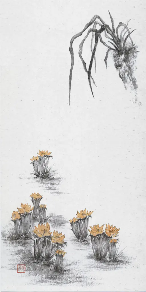福寿草　白