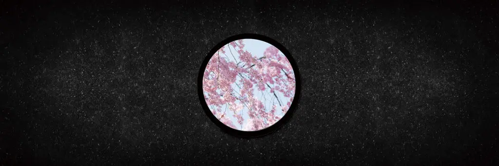 桜の窓