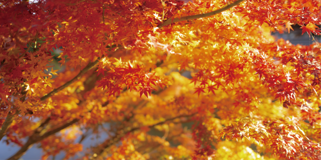 紅葉