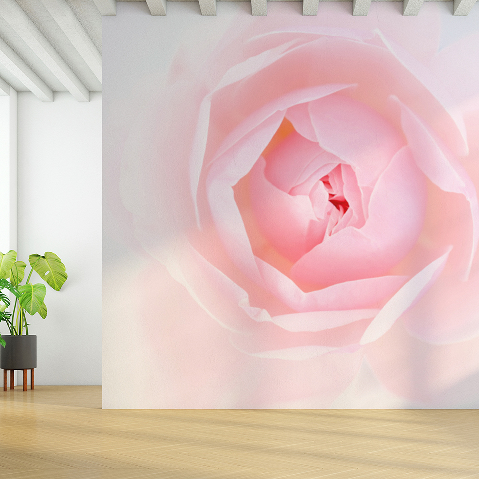 KP-0120 Grace rose