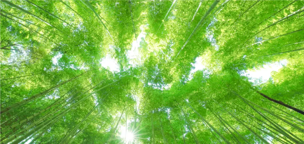 竹林の木漏れ日