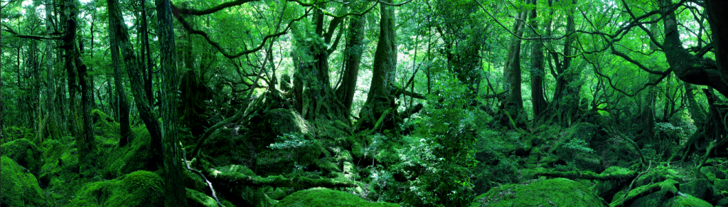 神住む深き森