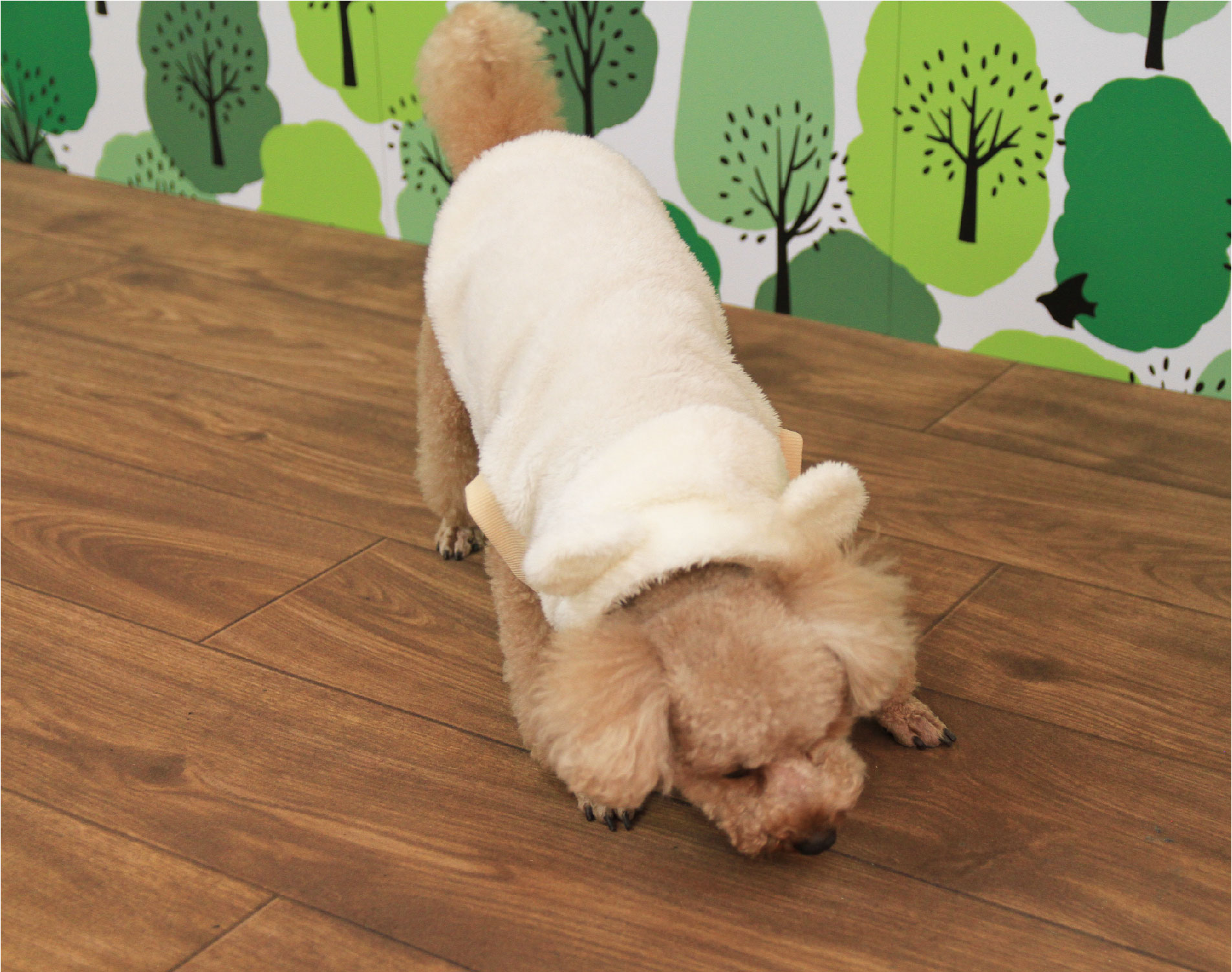 【コラム】新商品≪ペット用カーペット≫で快適に過ごそう♪