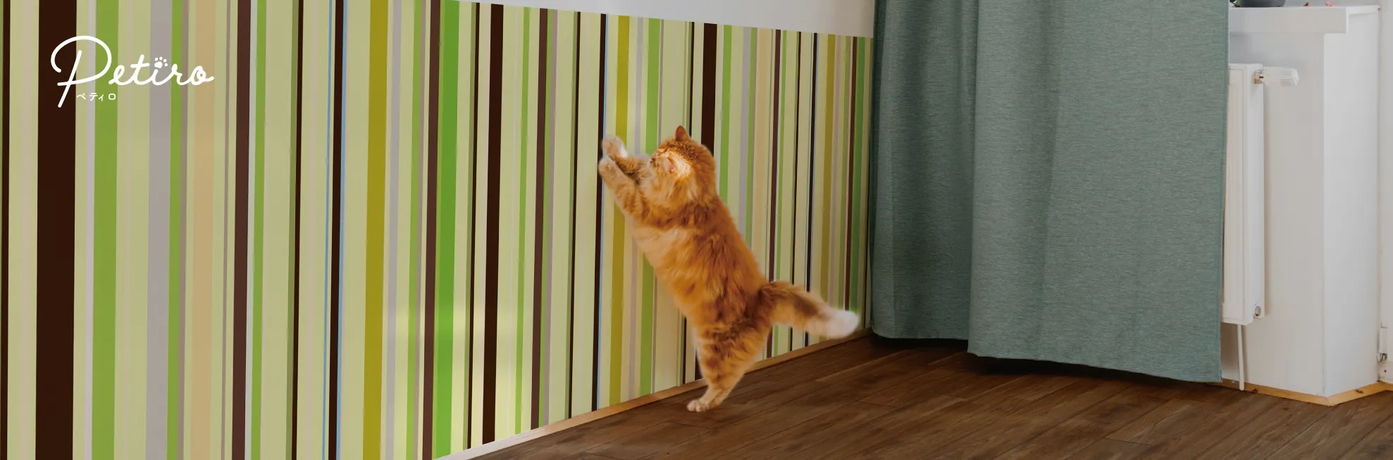 ネコが壁を引っ掻く